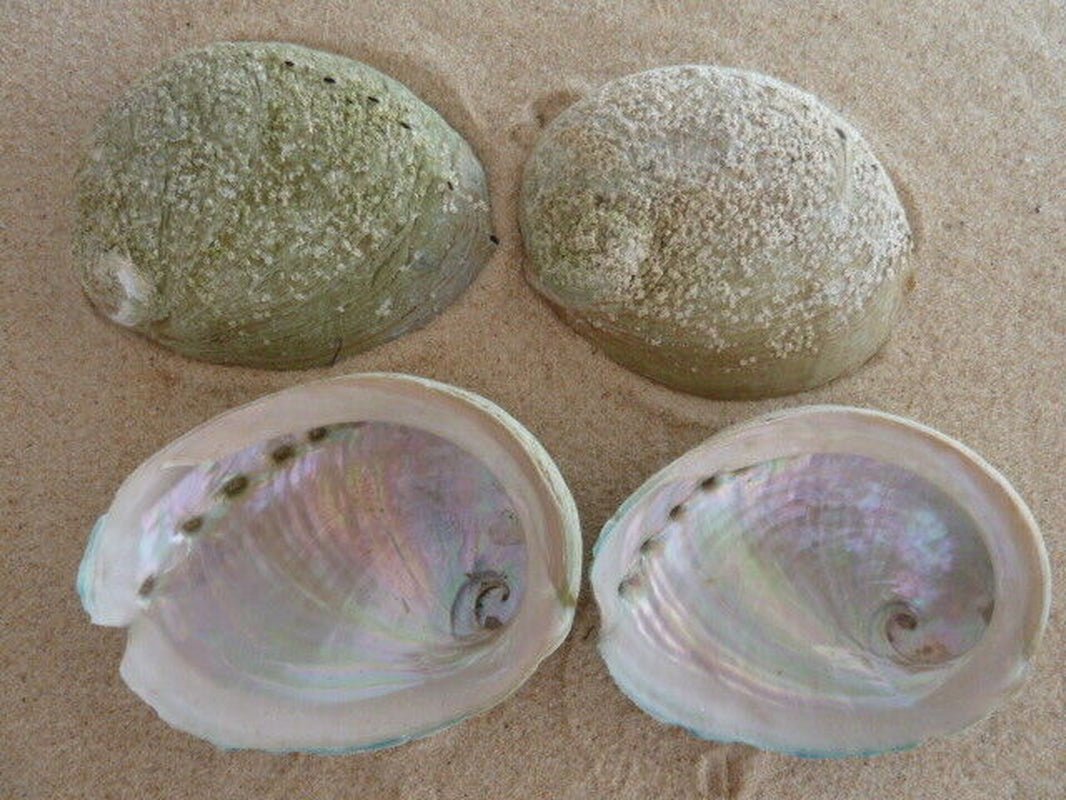 Sustainably Sourced - Abalone Shells - 11Cm Green Lip South Australian - Honua Bars