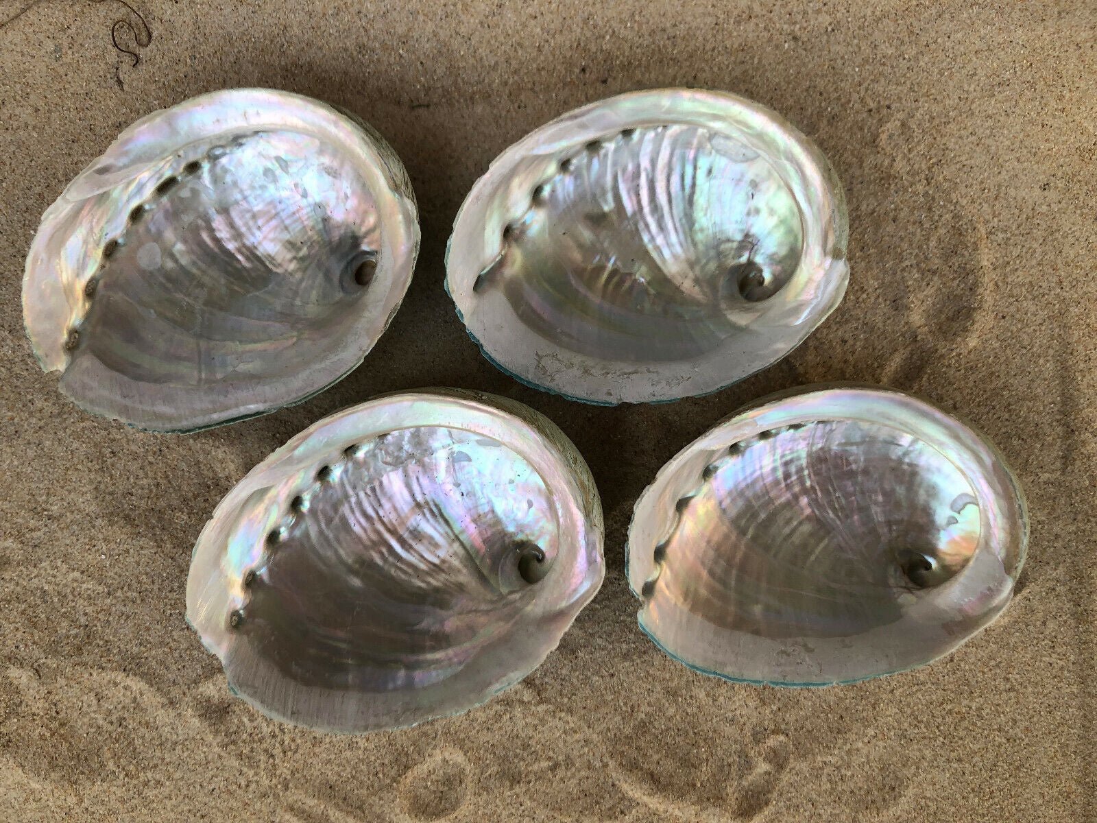 Sustainably Sourced - Abalone Shells - 11Cm Green Lip South Australian - Honua Bars